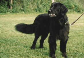 cosmo