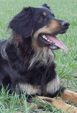 nala