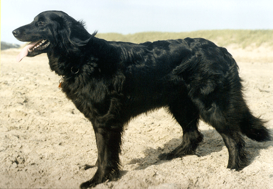 cora